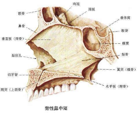 鼻子部位|鼻子结构图并带名称图